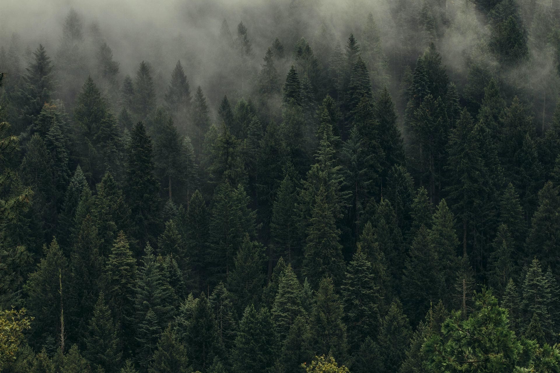 FW Pine Trees